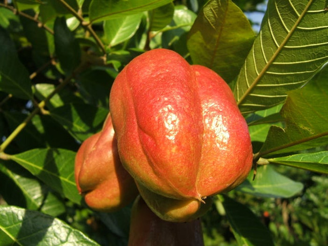 Những loại thực phẩm cực nguy hiểm quanh chúng ta - Hình 10 Nhung loai thuc pham cuc nguy hiem quanh chung ta-Hinh-10