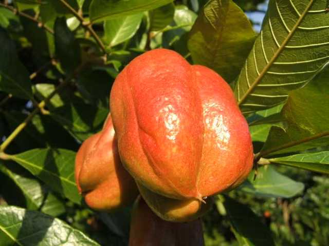 Nhung loai thuc pham cuc nguy hiem quanh chung ta-Hinh-10