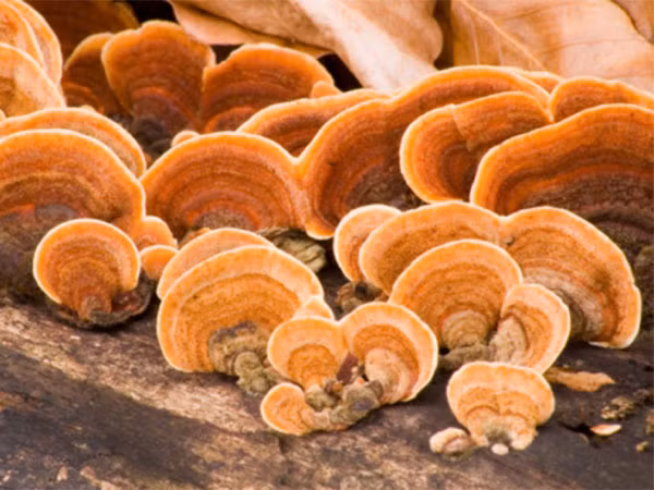 Nam thuong hoang moc tren cay dau tam cuc dai bo-Hinh-9