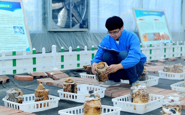 Nấm thượng hoàng mọc trên cây dâu tằm cực đại bổ - Hình 7 Nam thuong hoang moc tren cay dau tam cuc dai bo-Hinh-7