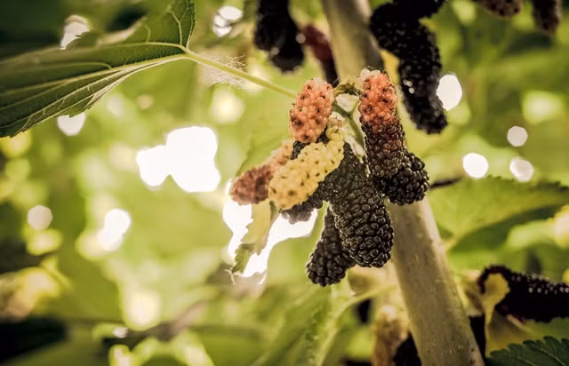 Nam thuong hoang moc tren cay dau tam cuc dai bo