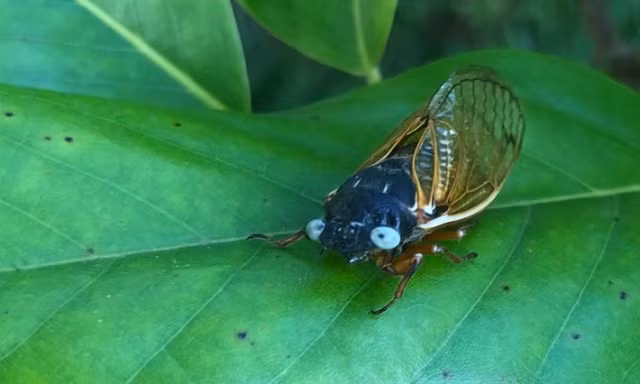 Diem ten 3 loai dong vat co mau xanh duong hiem nhat hanh tinh-Hinh-7