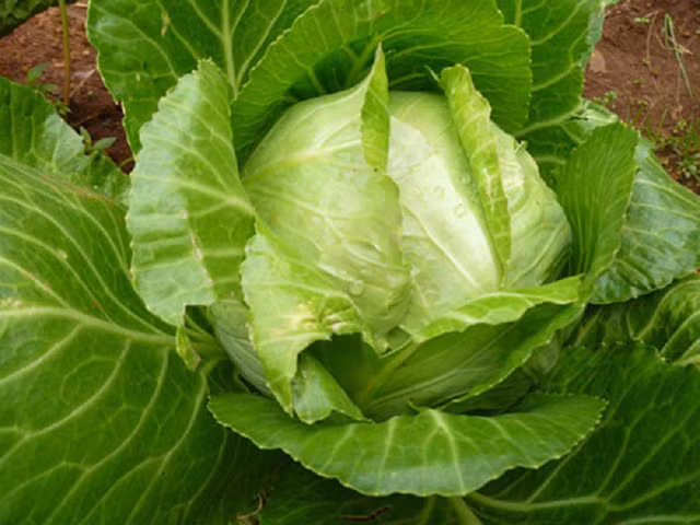 3 kieu nguoi tuyet doi tranh an bap cai-Hinh-6