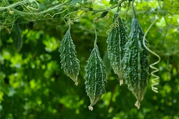 3 loai rau han che an de than khong bi ton thuong-Hinh-5