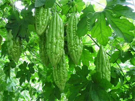 3 loại rau hạn chế ăn để thận không bị tổn thương - Hình 4 3 loai rau han che an de than khong bi ton thuong-Hinh-4