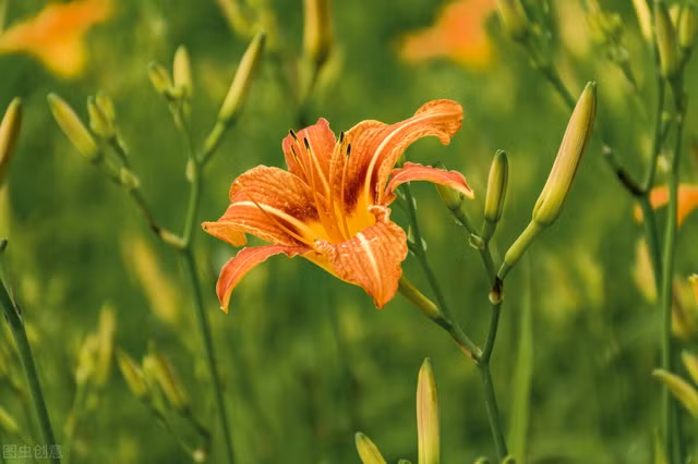 Loai hoa nao vua an ngon, bo duong vua lam canh duoc?