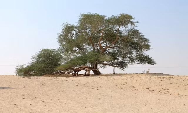 Ngam nhung loai cay co hinh dang ky quai, cuc thu vi-Hinh-4