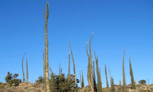 Ngam nhung loai cay co hinh dang ky quai, cuc thu vi-Hinh-5