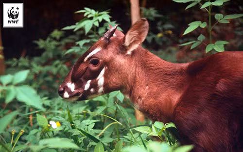 Dieu thu vi ve Sao la khi duoc chon la linh vat SEA GAMES 31-Hinh-6