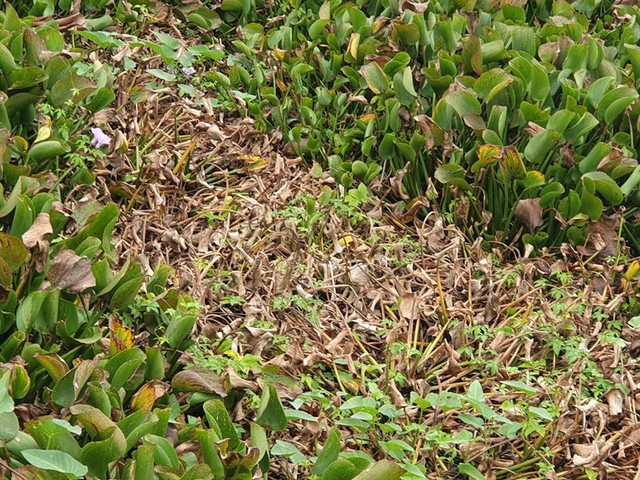 Nông dân nhập viện sau khi lội qua chất lỏng lạ đen xì ở ruộng - Hình 7 Nong dan nhap vien sau khi loi qua chat long la den xi o ruong-Hinh-7