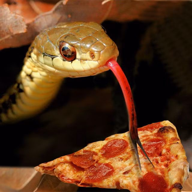 Kinh di pizza thit ran nhung vi lai rat ngon-Hinh-7