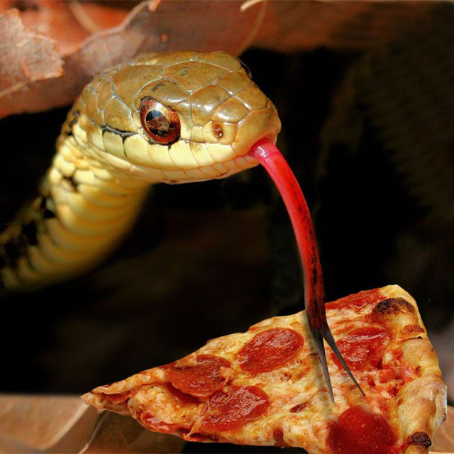 Kinh dị pizza thịt rắn nhưng vị lại rất ngon - Hình 7 Kinh di pizza thit ran nhung vi lai rat ngon-Hinh-7