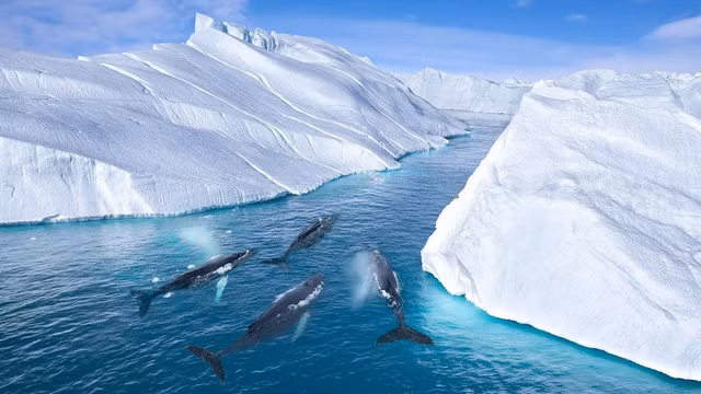 Vi sao o Bac Cuc va Nam Cuc deu co nhung am thanh ky la?-Hinh-3