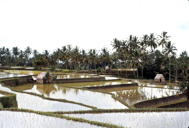 Ảnh lột tả chân thực cuộc sống người dân Indonesia những năm 1970 - Hình 6 Anh lot ta chan thuc cuoc song nguoi dan Indonesia nhung nam 1970-Hinh-6