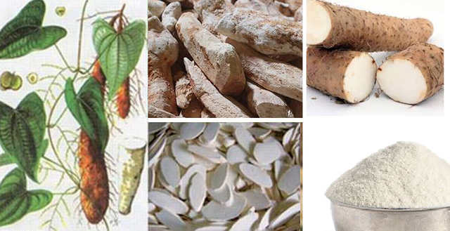 Củ mài đầy chợ Việt nhưng giá gấp đôi ở nước ngoài - Hình 9 Cu mai day cho Viet nhung gia gap doi o nuoc ngoai-Hinh-9