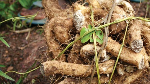 Củ mài đầy chợ Việt nhưng giá gấp đôi ở nước ngoài - Hình 2 Cu mai day cho Viet nhung gia gap doi o nuoc ngoai-Hinh-2