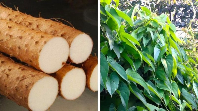 Củ mài đầy chợ Việt nhưng giá gấp đôi ở nước ngoài - Hình 8 Cu mai day cho Viet nhung gia gap doi o nuoc ngoai-Hinh-8