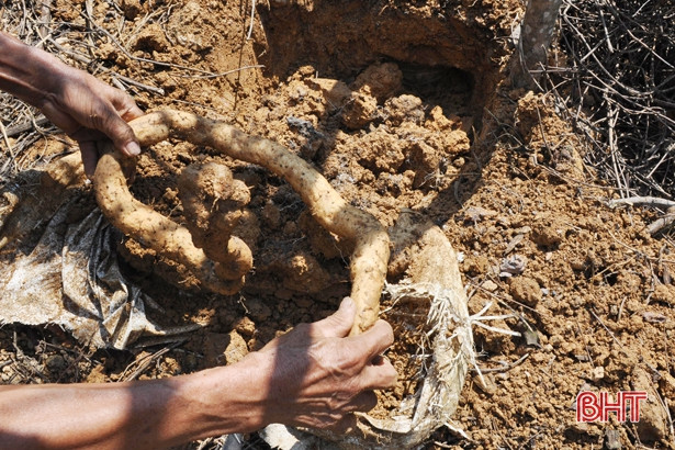 Củ mài đầy chợ Việt nhưng giá gấp đôi ở nước ngoài - Hình 4 Cu mai day cho Viet nhung gia gap doi o nuoc ngoai-Hinh-4