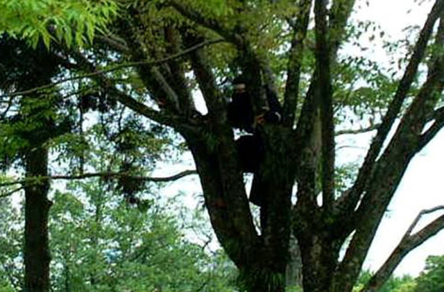 Ninja Nhật Bản sở hữu những khả năng xuất thần ít biết - Hình 10 Ninja Nhat Ban so huu nhung kha nang xuat than it biet-Hinh-10