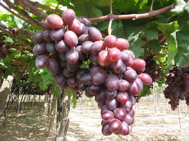 Cách phân biệt hoa quả ngậm hóa chất tránh mua nhầm dịp Tết - Hình 8 Cach phan biet hoa qua ngam hoa chat tranh mua nham dip Tet-Hinh-8