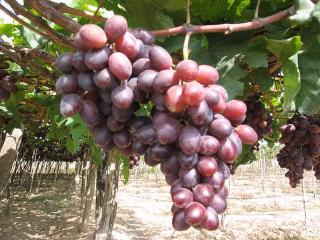 Cach phan biet hoa qua ngam hoa chat tranh mua nham dip Tet-Hinh-8
