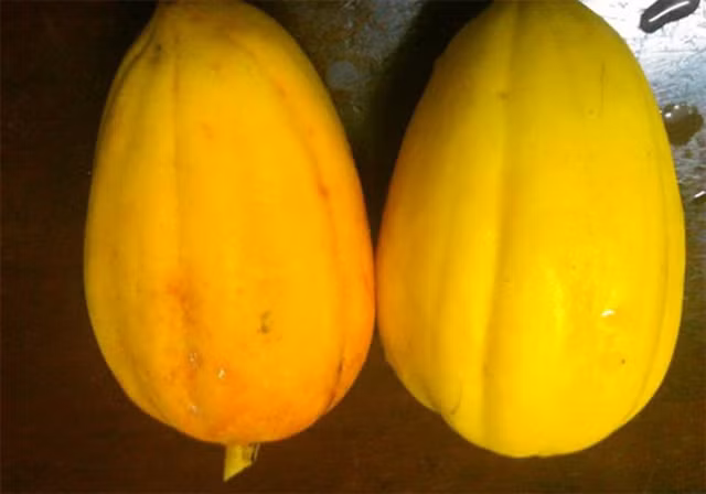 Cach phan biet hoa qua ngam hoa chat tranh mua nham dip Tet-Hinh-10