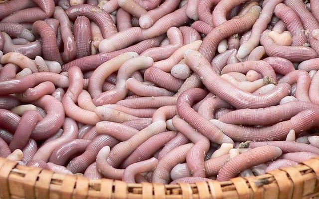 Những loại hải sản cực bổ nhưng nhìn thấy là "chạy mất dép" - Hình 7 Nhung loai hai san cuc bo nhung nhin thay la