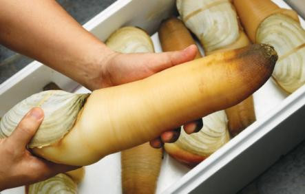 Những loại hải sản cực bổ nhưng nhìn thấy là "chạy mất dép" - Hình 2 Nhung loai hai san cuc bo nhung nhin thay la