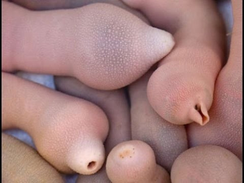 Những loại hải sản cực bổ nhưng nhìn thấy là "chạy mất dép" - Hình 5 Nhung loai hai san cuc bo nhung nhin thay la