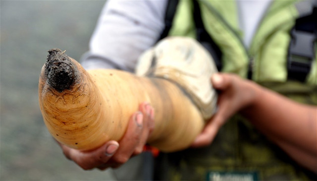 Những loại hải sản cực bổ nhưng nhìn thấy là "chạy mất dép" Nhung loai hai san cuc bo nhung nhin thay la