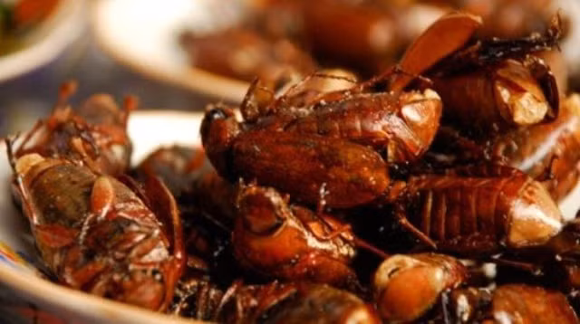 Dac san cuc la o An Giang - Bo ray Bay Nui chien gion-Hinh-4