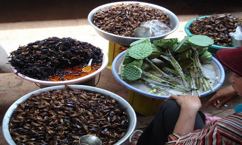 Đặc sản cực lạ ở An Giang - Bọ rầy Bảy Núi chiên giòn - Hình 9 Dac san cuc la o An Giang - Bo ray Bay Nui chien gion-Hinh-9