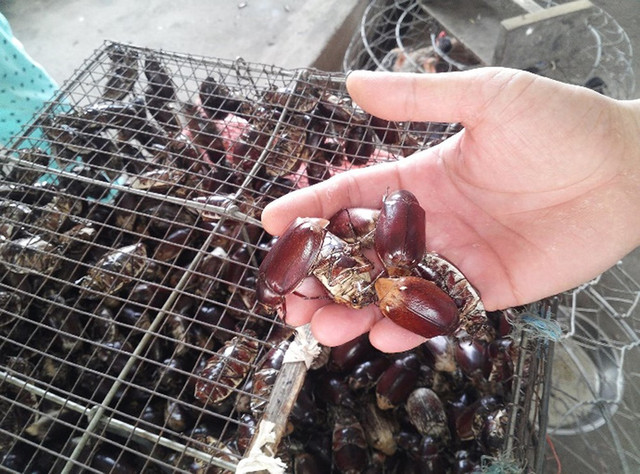 Đặc sản cực lạ ở An Giang - Bọ rầy Bảy Núi chiên giòn - Hình 3 Dac san cuc la o An Giang - Bo ray Bay Nui chien gion-Hinh-3