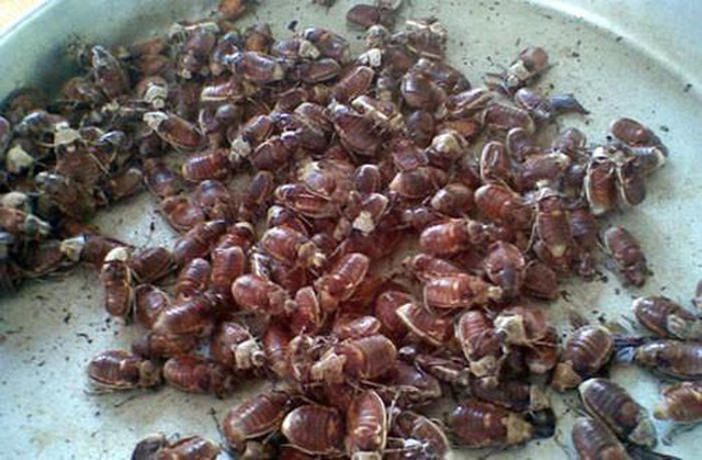 Đặc sản cực lạ ở An Giang - Bọ rầy Bảy Núi chiên giòn - Hình 8 Dac san cuc la o An Giang - Bo ray Bay Nui chien gion-Hinh-8