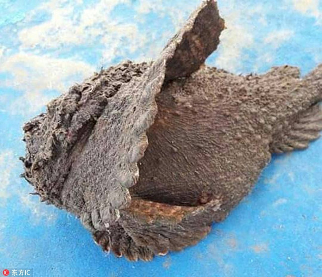 Những loại cá nhìn xấu xí nhưng lại trở thành món ăn ngon tuyệt - Hình 12 Nhung loai ca nhin xau xi nhung lai tro thanh mon an ngon tuyet-Hinh-12