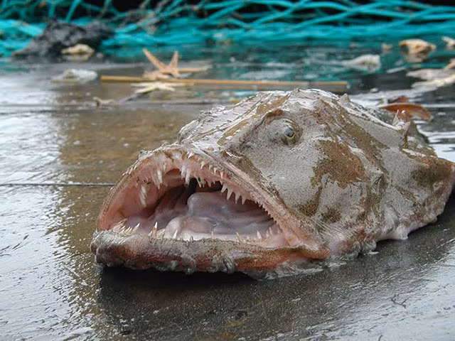 Nhung loai ca nhin xau xi nhung lai tro thanh mon an ngon tuyet-Hinh-2