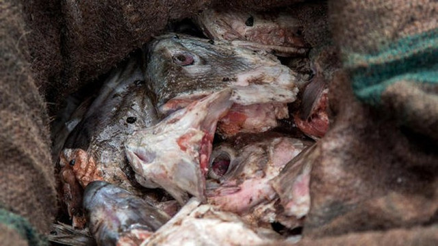 Thách thức ăn món đầu cá bốc mùi của người Eskimo - Hình 6 Thach thuc an mon dau ca boc mui cua nguoi Eskimo-Hinh-6