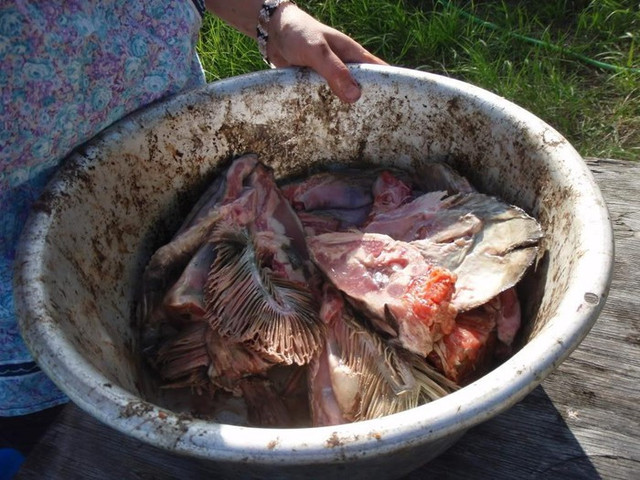 Thách thức ăn món đầu cá bốc mùi của người Eskimo - Hình 2 Thach thuc an mon dau ca boc mui cua nguoi Eskimo-Hinh-2