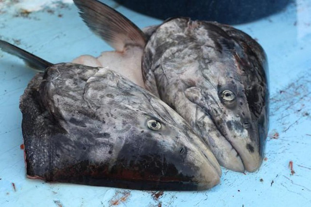 Thách thức ăn món đầu cá bốc mùi của người Eskimo Thach thuc an mon dau ca boc mui cua nguoi Eskimo