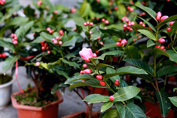 Nhung loai hoa nen chung vao ngay Tet de tot cho suc khoe-Hinh-8