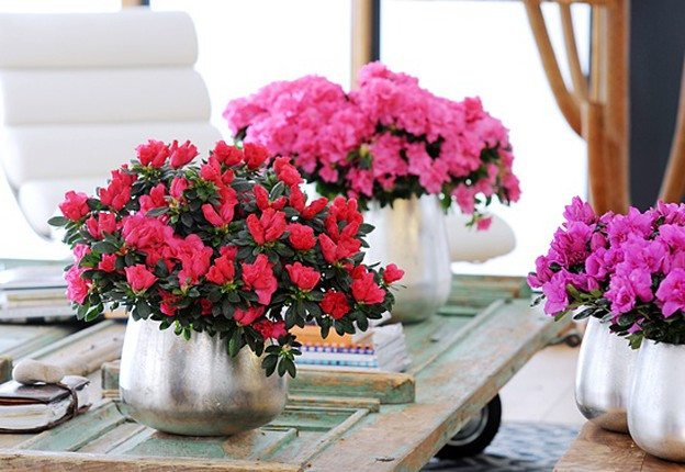 Nhung loai hoa nen chung vao ngay Tet de tot cho suc khoe-Hinh-10