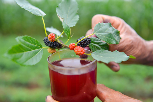 3 món siêu ngon từ dâu tằm giúp dưỡng tim, bổ gan - Hình 8 3 mon sieu ngon tu dau tam giup duong tim, bo gan-Hinh-8