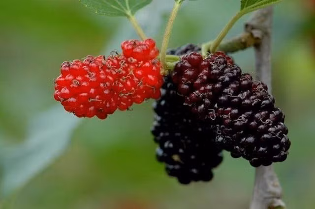 3 mon sieu ngon tu dau tam giup duong tim, bo gan