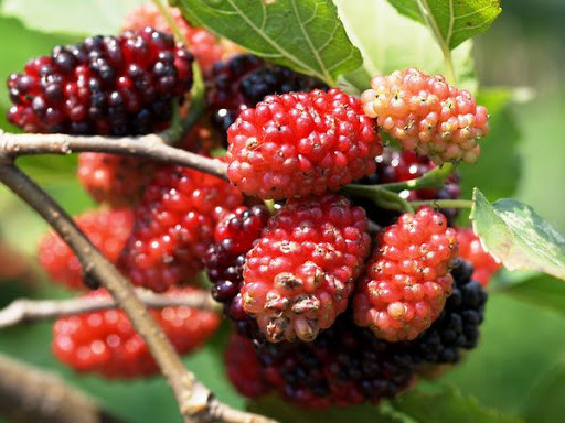 3 món siêu ngon từ dâu tằm giúp dưỡng tim, bổ gan - Hình 3 3 mon sieu ngon tu dau tam giup duong tim, bo gan-Hinh-3