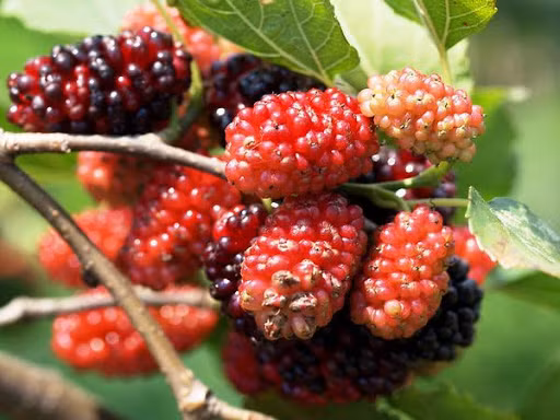 3 mon sieu ngon tu dau tam giup duong tim, bo gan-Hinh-3