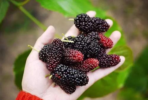 3 món siêu ngon từ dâu tằm giúp dưỡng tim, bổ gan - Hình 2 3 mon sieu ngon tu dau tam giup duong tim, bo gan-Hinh-2