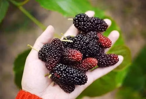 3 mon sieu ngon tu dau tam giup duong tim, bo gan-Hinh-2