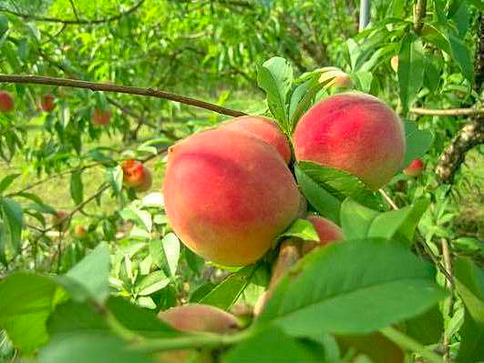 Đào quý tộc nặng gần 1kg, ngọt hơn mật, nhìn phát thèm - Hình 2 Dao quy toc nang gan 1kg, ngot hon mat, nhin phat them-Hinh-2