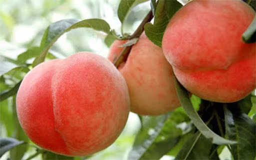 Dao quy toc nang gan 1kg, ngot hon mat, nhin phat them