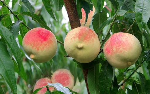 Đào quý tộc nặng gần 1kg, ngọt hơn mật, nhìn phát thèm - Hình 9 Dao quy toc nang gan 1kg, ngot hon mat, nhin phat them-Hinh-9